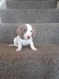 Female Isabella and tan piebald Miniature Dachshund puppy