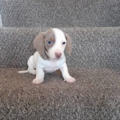 Female Isabella and tan piebald Miniature Dachshund puppy