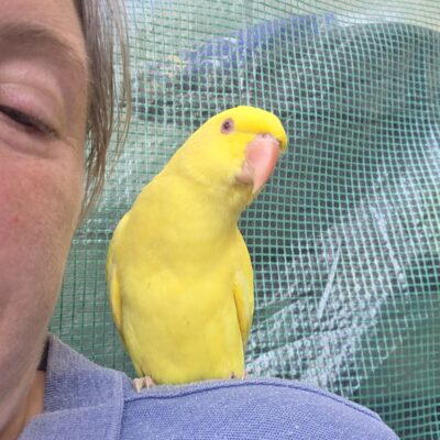 HAND-REARED LUTINO INDIAN RINGNECK