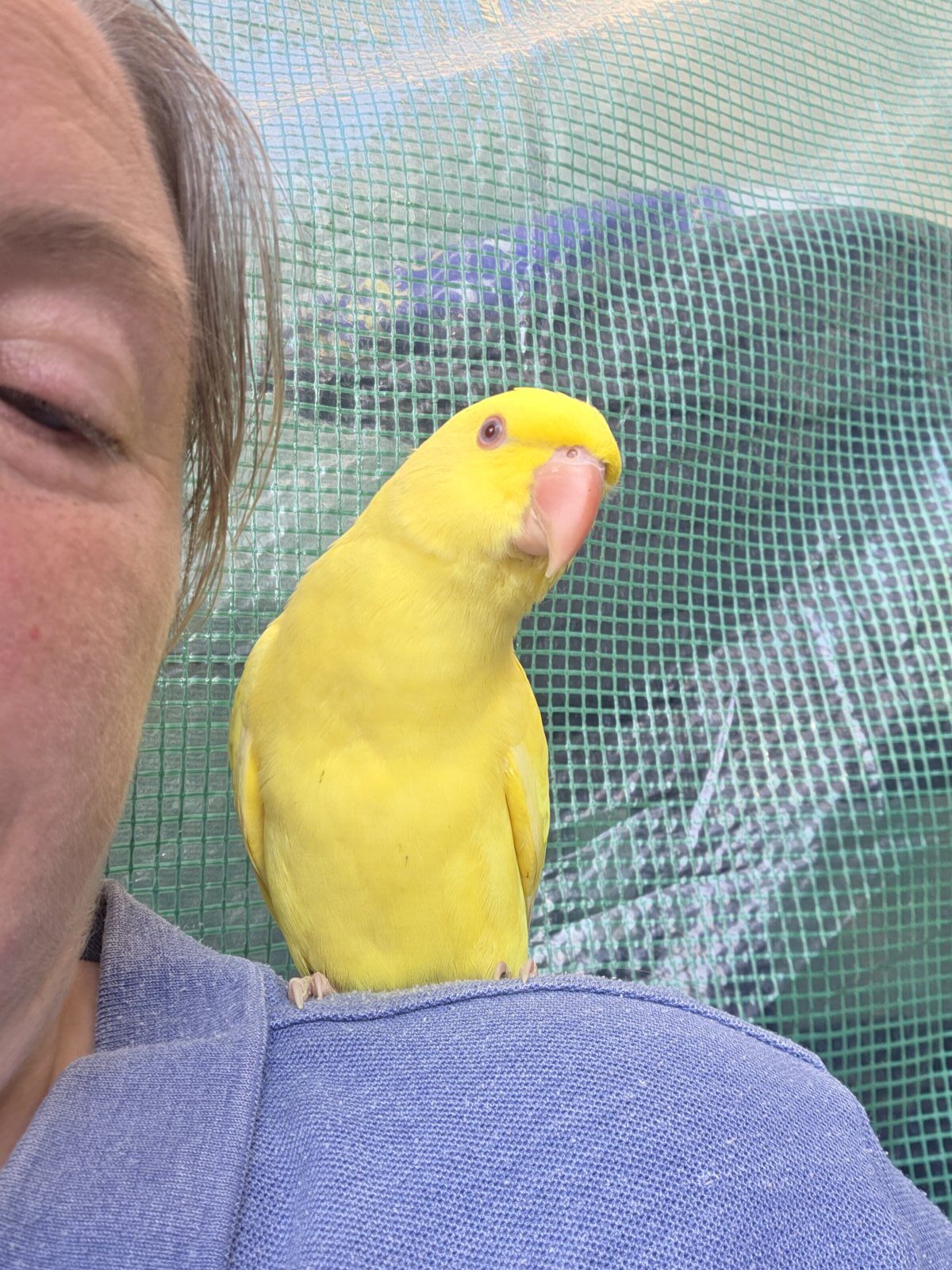 HAND-REARED LUTINO INDIAN RINGNECK