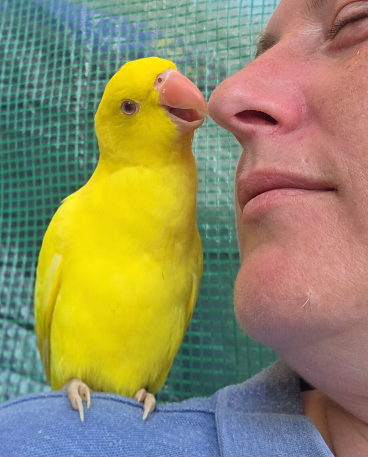HAND-REARED LUTINO INDIAN RINGNECK