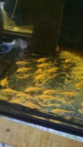 Albino bristlenose plecos, and guppies