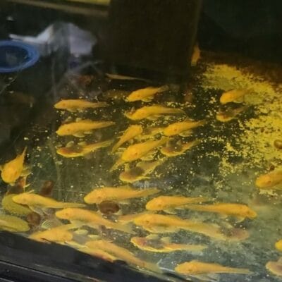 Albino bristlenose plecos, and guppies