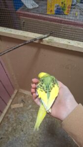 Looking for a breading pair of cockateils