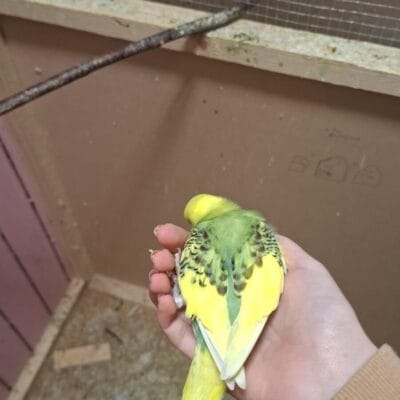 Looking for a breading pair of cockateils