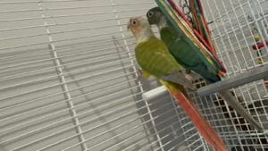 Breeding pair Green cheeked Conures
