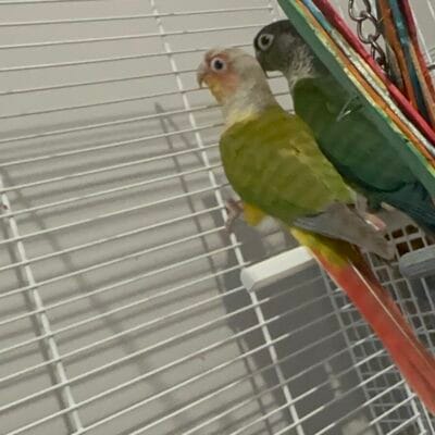 Breeding pair Green cheeked Conures