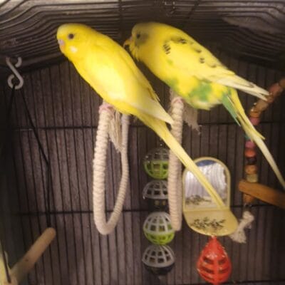 2 male budgies looking for there forever home