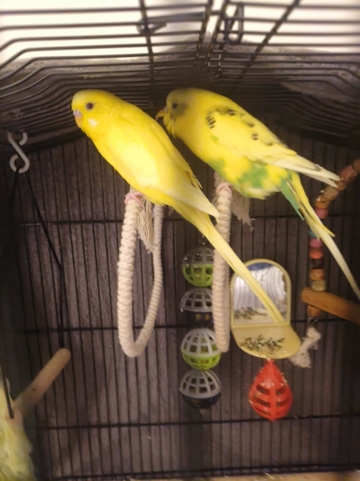 2 male budgies looking for there forever home