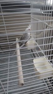 Young cockatiel