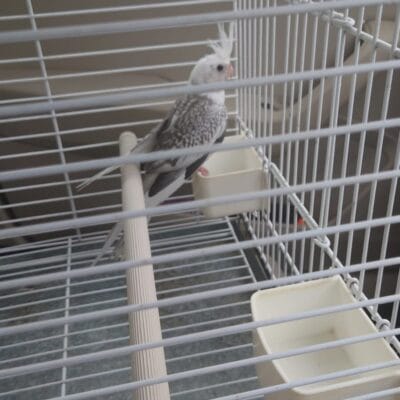 Young cockatiel