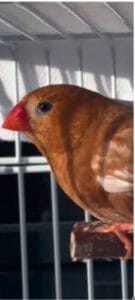 WANTED:four mutation zebra finch hens