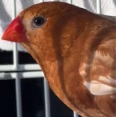 WANTED:four mutation zebra finch hens